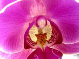 phalaenopsis orchid blooming