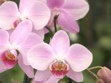 phalaenopsis orchid blooming image
