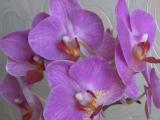 phalaenopsis orchid flower