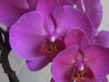 phalaenopsis orchid flowering