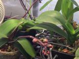 phalaenopsis orchid indoor