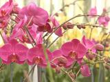 phalaenopsis orchid pink