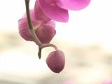 phalaenopsis orchid pink image