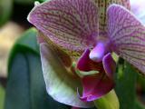 phalaenopsis orchid purple