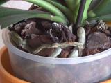 phalaenopsis orchid roots image