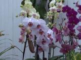 phalaenopsis orchids