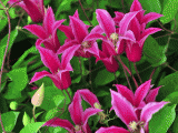 picture_pink_clematis