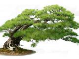 Bonsai Miniature Tree
