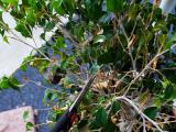 How To Prune Ficus Benjamina