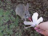 Rabbits Eat Hibiscus