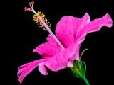 rose hibiscus care