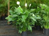 Spathiphyllum Poisonous to Dogs pictures