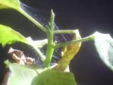 Spider Mites on Ficus Benjamina