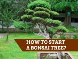 start bonsai