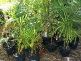 Transplanting Areca Palm
