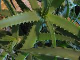 What to do with aloe