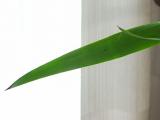 yucca leaf