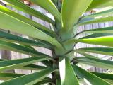 yucca leaves green