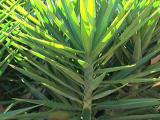 yucca plant image