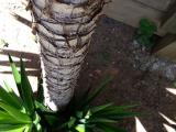 yucca stem image
