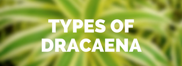 Types of Dracaena