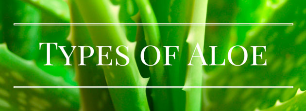 Types of Aloe