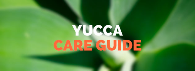 yucca - care guide