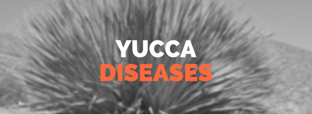 yucca diseases