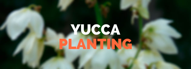 yucca planting